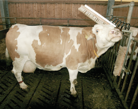 SUPORTES DE MADEIRA PARA ESTÁBULOS DE VACAS 2